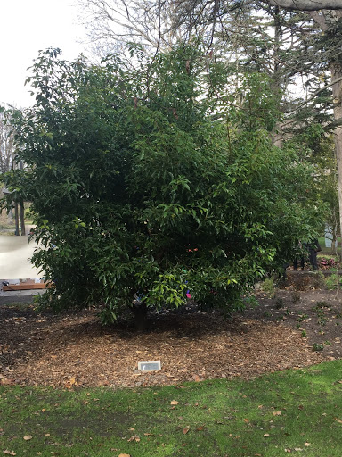 A Camphor Tree, Grafted From a Branch Which Survived the Nagasaki Atomic Bombing